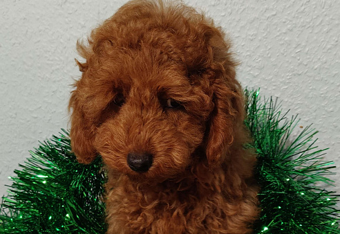 Миниатюрный пудель Анто