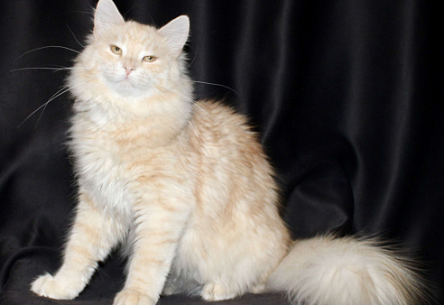 Сибирский котёнок