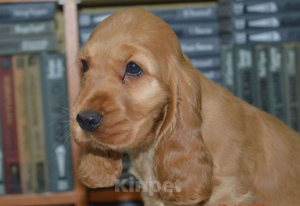 Собаки в Симферополе: Арья Голден Стар Девочка, Бесплатно - фото 1