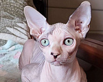 Кошки в Москве: Котята канадского сфинкса  Девочка, Бесплатно - фото 9