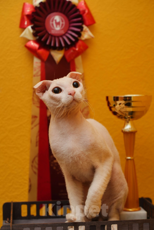 Кошки в Москве: Украинский левкой чистопродный. Документы Мальчик, Бесплатно - фото 1