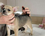 Собаки в Москве: девочка чихуахуа гш крупный стандарт Девочка, 60 000 руб. - фото 8