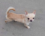 Собаки в Москве: Чихуахуа кремовый мальчик Мальчик, 45 000 руб. - фото 1
