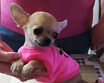 Собаки в Москве: Гномик, мини чихуахуа  Мальчик, 40 000 руб. - фото 1