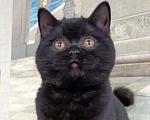 Кошки в Санкт-Петербурге: Черная британская красотка Девочка, 50 000 руб. - фото 3