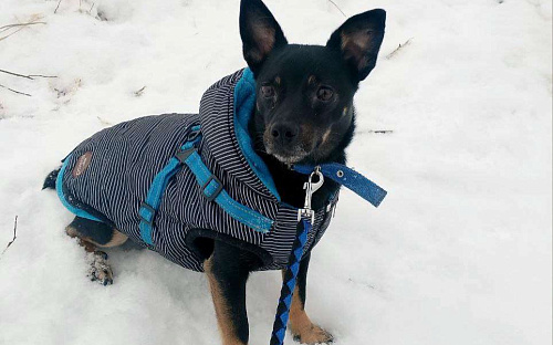 Маленький трогательный пёсик