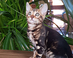 Кошки в Симферополе: Бенгальская девочка  Девочка, 25 000 руб. - фото 1