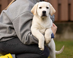 Собаки в Санкт-Петербурге: Породные Щенки  Лабрадора  Мальчик, Бесплатно - фото 6