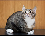 Кошки в Москве: Котенок Харитон. Настоящий маленький тигр! Мальчик, Бесплатно - фото 3