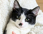 Кошки в Москве: Смешной, милый  котёнок Коржик с мухой на носу ищет дом и семью! Мальчик, Бесплатно - фото 6