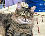 Кошки в Москве: Ласковая кошечка Анфиса ищет семью Девочка, Бесплатно - фото 8