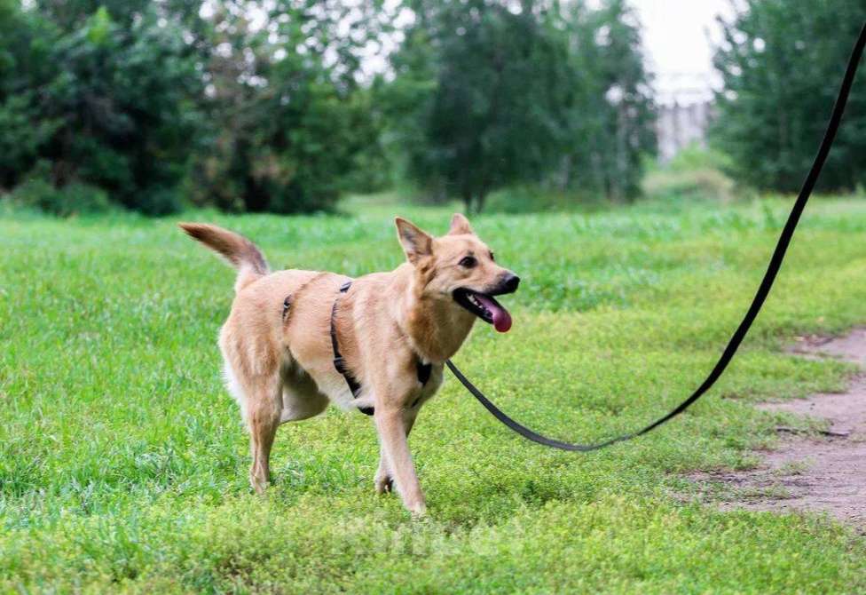 Собаки в Москве: Сладкая девчонка  Девочка, Бесплатно - фото 7