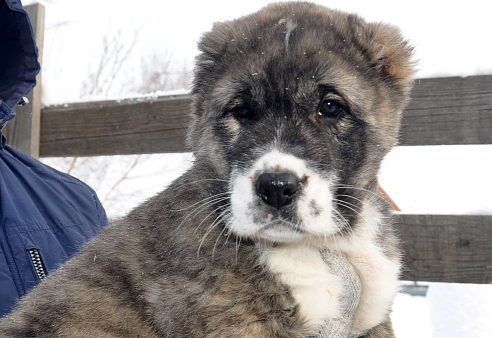Щенок алабая (среднеазиатской овчарки)