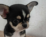 Собаки в Краснодаре: Чихуахуа Мальчик, 35 000 руб. - фото 4