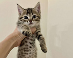 Кошки в других городах Московской области: Котенок шотландский (помесь) Мальчик, 2 000 руб. - фото 5