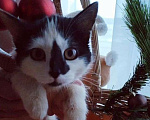 Кошки в других городах Московской области: Крошка Эли ищет семью Девочка, Бесплатно - фото 2