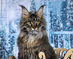 Кошки в Краснодаре: Грифон Мальчик, 40 000 руб. - фото 3
