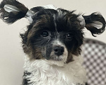 Собаки в Одинцово: Щенок китайской хохлатой собаки Девочка, 40 000 руб. - фото 4