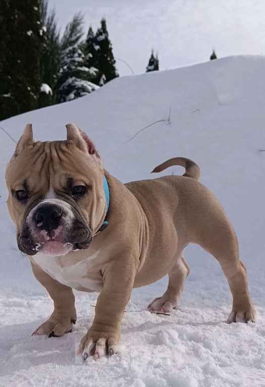 Собаки в Серпухове: Предлагается симпатичный парень. Мальчик, 150 000 руб. - фото 1