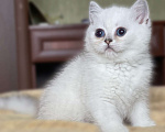 Кошки в Москве: Котик с синими глазами Мальчик, 15 000 руб. - фото 2