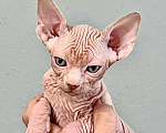Кошки в Москве: Канадский сфинкс Мальчик, 75 000 руб. - фото 4
