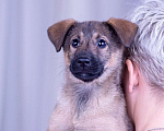 Собаки в Ногинске: Триша - щенок в добрые руки Девочка, Бесплатно - фото 3