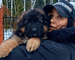 Собаки в Москве: Элитные щенки немецкой овчарки длиношерстные Девочка, 50 000 руб. - фото 1