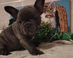Собаки в Москве: Милые щенки французского бульдога. Мальчик, 65 000 руб. - фото 2
