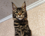 Кошки в Москве: Котёнок Мейн-Кун из питомника Мальчик Мальчик, 37 000 руб. - фото 6