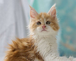 Кошки в Туапсе: Котята мейн-кун из питомника Мальчик, Бесплатно - фото 2