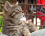 Кошки в Михайловске: 2 котёнка - котик Макс ♥️ и кошечка Веста 🩷 - ищут дом и любимых хозяев Девочка, Бесплатно - фото 1