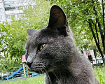 Кошки в Москве: Очаровательная молодая кошка ищет любящего хозяина  Девочка, 1 000 руб. - фото 3