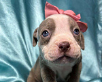 Собаки в Москве: Американский булли щенок Девочка, 100 000 руб. - фото 1