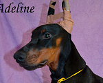 Собаки в Санкт-Петербурге: Щенок добермана Аделин Девочка, 60 000 руб. - фото 2
