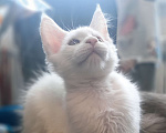 Кошки в Москве: Котёнок мейн-кун Белый Ангел  Мальчик, 45 000 руб. - фото 5