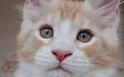 Продаётся котёнок мейн-кун, мальчик, яркий рыжий окрас d 03 22, из питомника EdenLight (Геленджик)