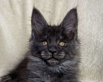 Кошки в Дмитрове: Черная дымчатая девочка мейн кун Yanetta Девочка, 15 000 руб. - фото 1