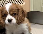 Собаки в Владимире: Щенки Кавалер Кинг Чарльз Спаниеля РКФ Мальчик, 75 000 руб. - фото 3