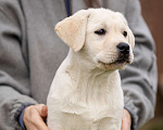 Собаки в Санкт-Петербурге: Породные Щенки  Лабрадора  Мальчик, Бесплатно - фото 5