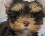 Собаки в Москве: Цветной йорк Мальчик, 63 000 руб. - фото 3