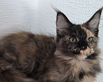 Кошки в Симферополе: Котята Мейн-кун Девочка, 15 000 руб. - фото 5