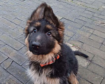 Собаки в Москве: Щенок немецкой овчарки д/ш Девочка, 28 000 руб. - фото 1