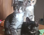 Кошки в других городах Крыма: Котята даром Девочка, Бесплатно - фото 6