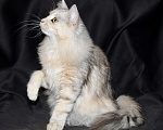 Кошки в Тюмени: Сибирский котёнок Девочка, 15 000 руб. - фото 9