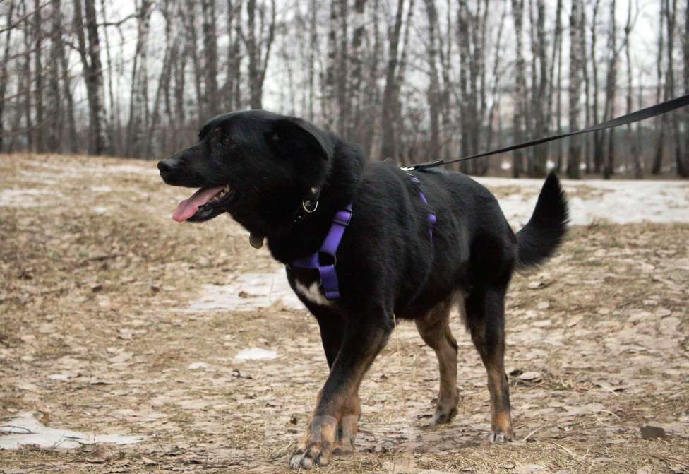 Собаки в Москве: Замечательные брюнетки Девочка, Бесплатно - фото 5