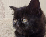Кошки в Нижнем Новгороде: Котята породы Экзотическая короткошёрстная Мальчик, 12 000 руб. - фото 1