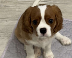 Собаки в Владимире: Щенки Кавалер Кинг Чарльз Спаниеля РКФ Мальчик, 75 000 руб. - фото 10