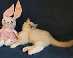 Кошки в Санкт-Петербурге: Сладкий мальчик регдолл 💕 Мальчик, 50 000 руб. - фото 6