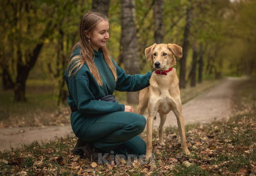 Собаки в Москве: Бейли Мальчик, Бесплатно - фото 2