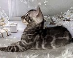 Кошки в Москве: Бенгальские котята серебро с родословной  Мальчик, Бесплатно - фото 2
